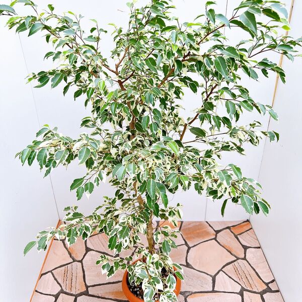 現品 フィカス ゴムの木 ベンジャミン スターライト 斑入り 観葉植物 インテリアグリーン 珍しい 大型 かわいい