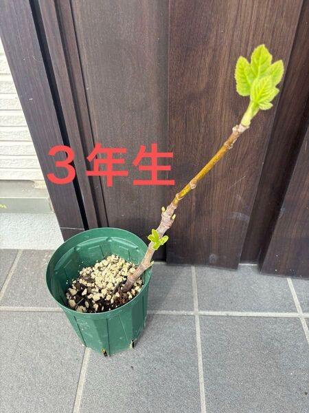 イチジク 苗木