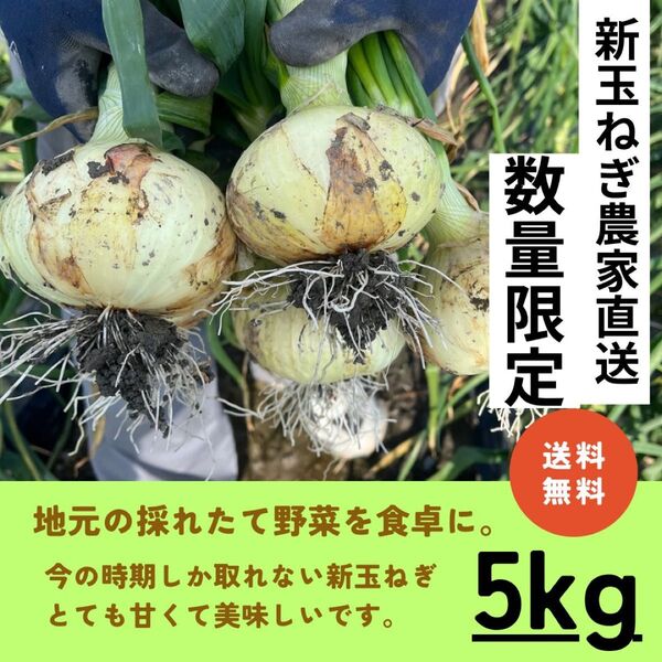 新玉ねぎ 5キロ 佐賀県 農家直送 新鮮玉ねぎ 送料込み 佐賀県白石町 田舎の玉ねぎ 甘みが強い