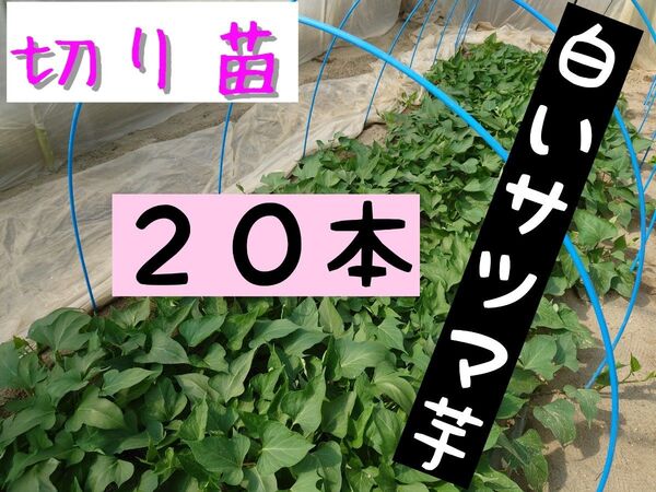 さつまいも苗【泉20本】【ウイルスフリー切り苗】