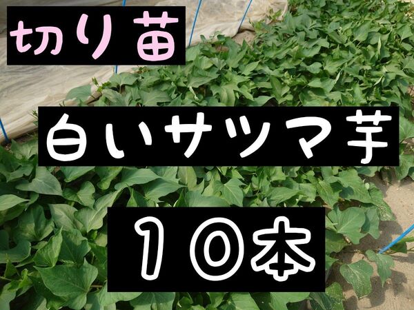 さつまいも苗【泉10本】【ウイルスフリー切り苗】