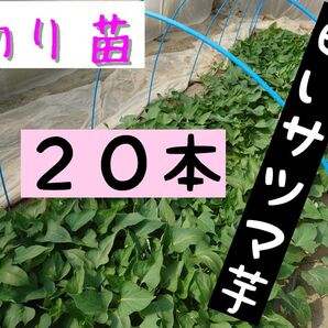 さつまいも苗【泉20本】【ウイルスフリー切り苗】