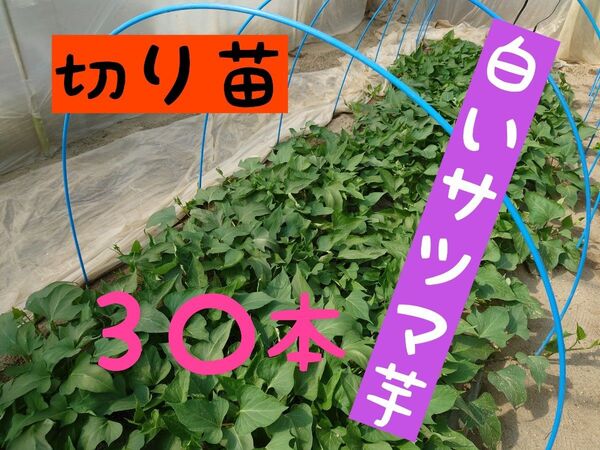さつまいも苗【泉30本】【ウイルスフリー切り苗】