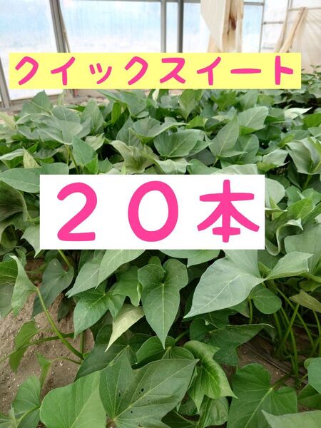 さつまいも苗【クイックスイート20本】【ウイルスフリー切り苗】
