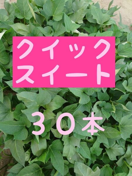 さつまいも苗【クイックスイート30本】【ウイルスフリー切り苗】