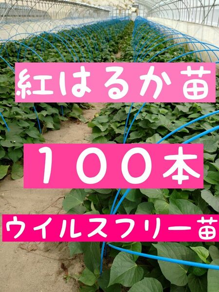 さつまいも苗【紅はるか100本】【ウイルスフリーきり苗】