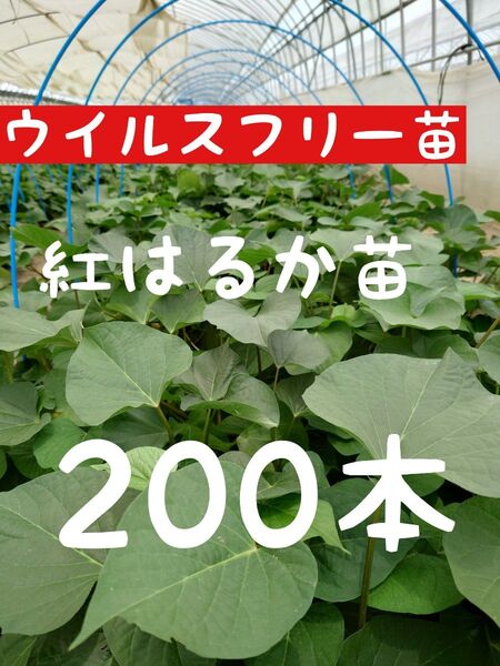 さつまいも苗【紅はるか200本】【ウイルスフリーきり苗】