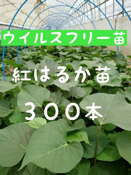 さつまいも苗【紅はるか300本】【ウイルスフリーきり苗】