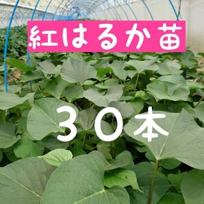 さつまいも苗【紅はるか30本】【ウイルスフリーきり苗】