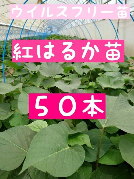 さつまいも苗【紅はるか50本】【ウイルスフリーきり苗】