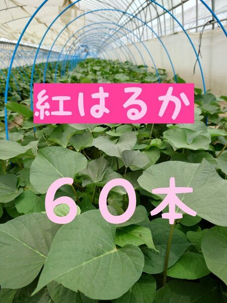 さつまいも苗 〇紅はるか60本〇 【ウイルスフリーきり苗】