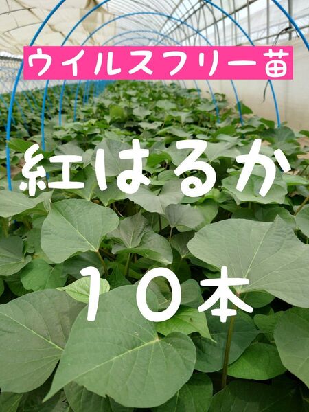 さつまいも苗【紅はるか10本】【ウイルスフリーきり苗】
