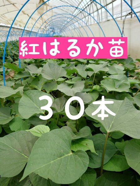 さつまいも苗【紅はるか30本】【ウイルスフリーきり苗】