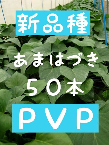 サツマイモ苗【あまはづき50本】【ウイルスフリー切り苗】