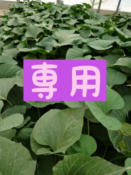 さつまいも苗【〇紅はるか10本〇 〇あまはづき5本〇】【ウイルスフリーきり苗】