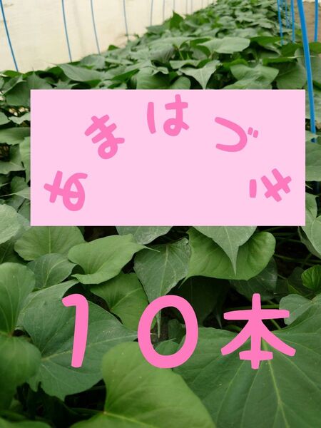 サツマイモ苗【あまはづき10本】【ウイルスフリー切り苗】