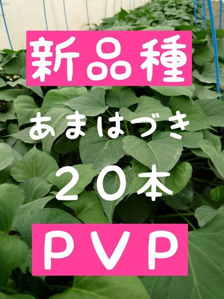 さつまいも苗【あまはづき20本】【ウイルスフリー切り苗】