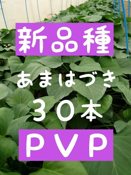 さつまいも苗【あまはづき30本】【ウイルスフリー切り苗】
