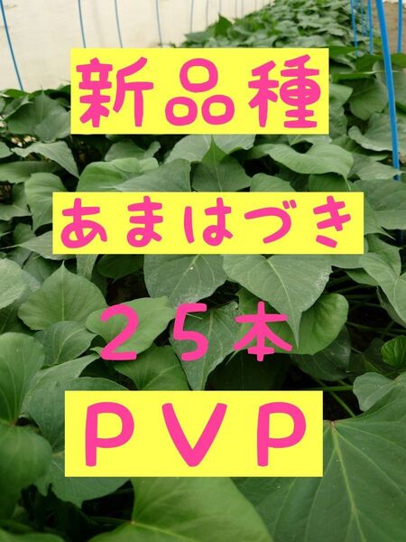 サツマイモ苗【あまはづき25本】【ウイルスフリー切り苗】