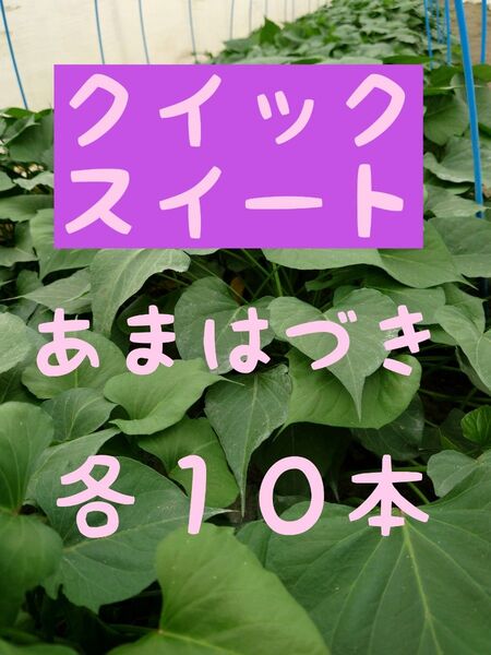 サツマイモ苗【あまはづき10本、 クイックスイート10本】【ウイルスフリー切り苗】