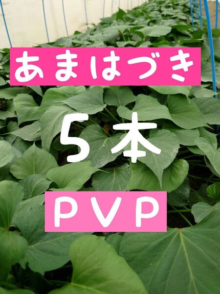 さつまいも苗【あまはづき5本】【ウイルスフリー切り苗】