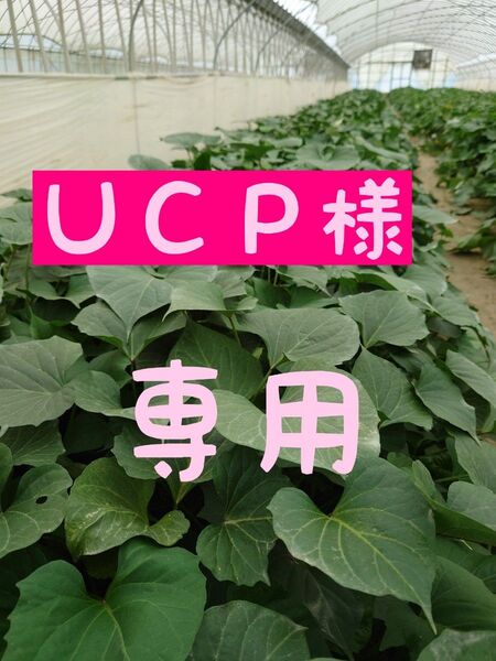 さつまいも苗【紅はるか20本】【ウイルスフリーきり苗】