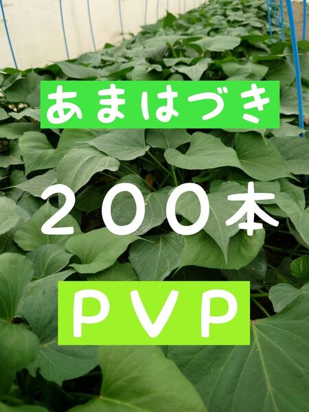 さつまいも苗【あまはづき200本】【ウイルスフリー切り苗】