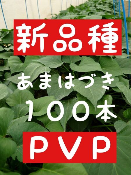 さつまいも苗【あまはづき100本】【ウイルスフリー切り苗】