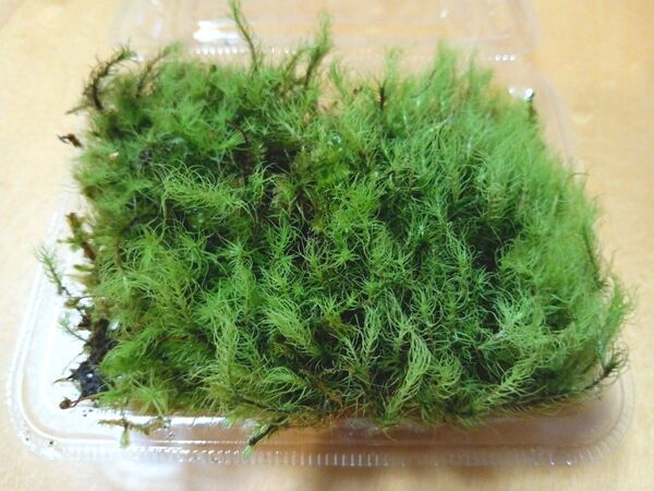 天然苔 テラリウム テラリウム用 マメヅタ ユキノシタ 苔玉 観葉植物 インテリア スナゴケ 盆栽 ガーデニング 山苔