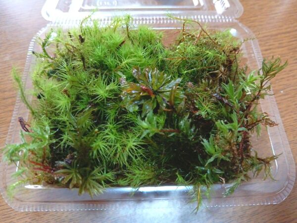 48.天然苔 テラリウム テラリウム用 マメヅタ ユキノシタ 苔玉 観葉植物 インテリア スナゴケ 盆栽 ガーデニング 山苔