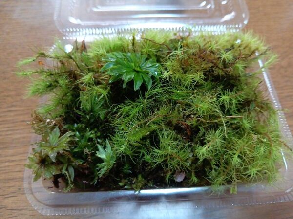 51.天然苔 テラリウム テラリウム用 マメヅタ ユキノシタ 苔玉 観葉植物 インテリア スナゴケ 盆栽 ガーデニング 山苔