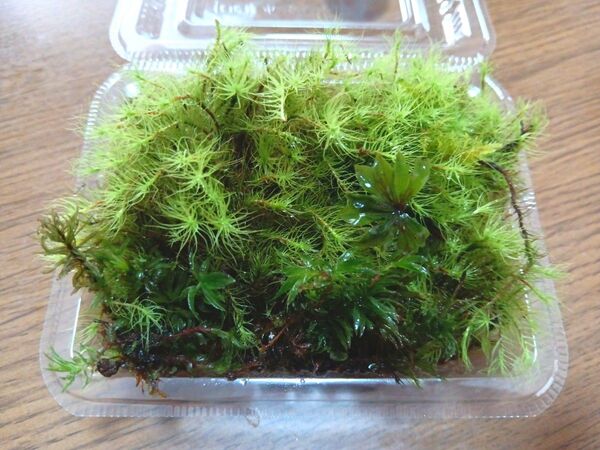 53.天然苔 テラリウム テラリウム用 マメヅタ ユキノシタ 苔玉 観葉植物 インテリア スナゴケ 盆栽 ガーデニング 山苔