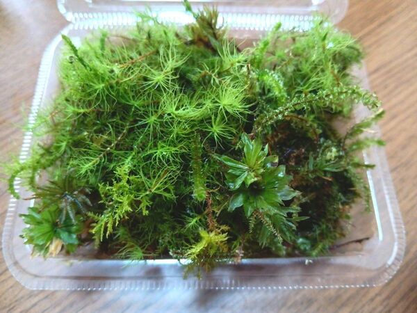 54.天然苔 テラリウム テラリウム用 マメヅタ ユキノシタ 苔玉 観葉植物 インテリア スナゴケ 盆栽 ガーデニング 山苔