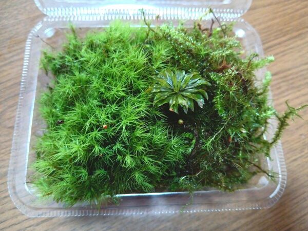 55.天然苔 テラリウム テラリウム用 マメヅタ ユキノシタ 苔玉 観葉植物 インテリア スナゴケ 盆栽 ガーデニング 山苔