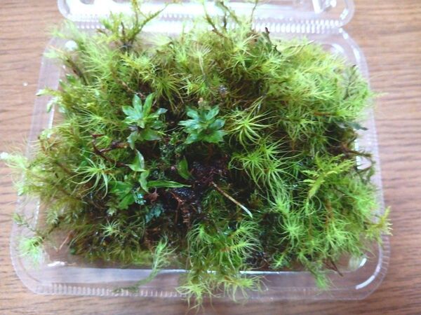 56.天然苔 テラリウム テラリウム用 マメヅタ ユキノシタ 苔玉 観葉植物 インテリア スナゴケ 盆栽 ガーデニング 山苔
