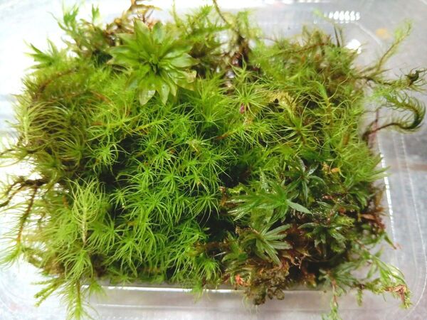 58.天然苔 テラリウム テラリウム用 マメヅタ ユキノシタ 苔玉 観葉植物 インテリア スナゴケ 盆栽 ガーデニング 山苔
