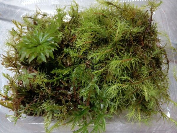 60.天然苔 テラリウム テラリウム用 マメヅタ ユキノシタ 苔玉 観葉植物 インテリア スナゴケ 盆栽 ガーデニング 山苔