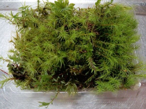 61.天然苔 テラリウム テラリウム用 マメヅタ ユキノシタ 苔玉 観葉植物 インテリア スナゴケ 盆栽 ガーデニング 山苔