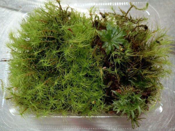 59.天然苔 テラリウム テラリウム用 マメヅタ ユキノシタ 苔玉 観葉植物 インテリア スナゴケ 盆栽 ガーデニング 山苔