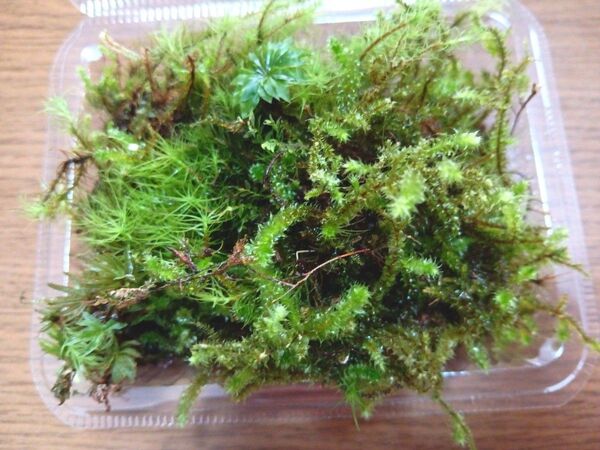 57.天然苔 テラリウム テラリウム用 マメヅタ ユキノシタ 苔玉 観葉植物 インテリア スナゴケ 盆栽 ガーデニング 山苔