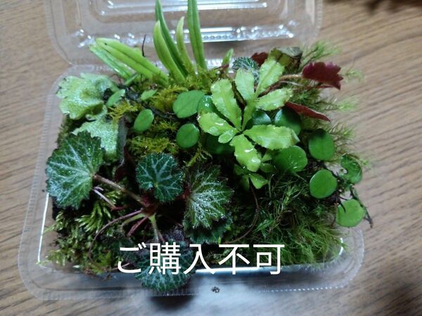 49.天然苔 テラリウム テラリウム用 マメヅタ ユキノシタ 苔玉 観葉植物 インテリア スナゴケ 盆栽 ガーデニング 山苔