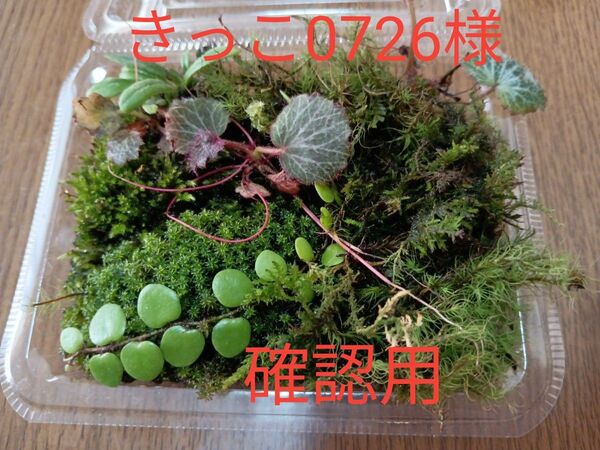 77.天然苔 テラリウム テラリウム用 マメヅタ ユキノシタ 苔玉 観葉植物 インテリア スナゴケ 盆栽 ガーデニング 山苔