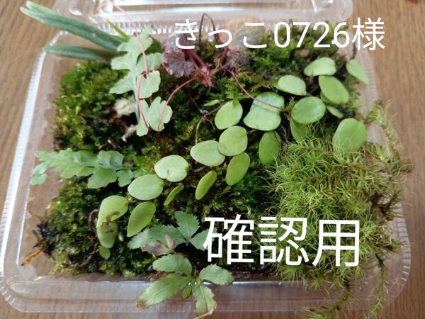 76.天然苔 テラリウム テラリウム用 マメヅタ ユキノシタ 苔玉 観葉植物 インテリア スナゴケ 盆栽 ガーデニング 山苔