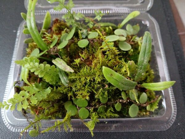 85.天然苔 テラリウム テラリウム用 マメヅタ ユキノシタ 苔玉 観葉植物 インテリア スナゴケ 盆栽 ガーデニング 山苔