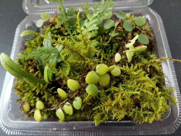 86.天然苔 テラリウム テラリウム用 マメヅタ ユキノシタ 苔玉 観葉植物 インテリア スナゴケ 盆栽 ガーデニング 山苔