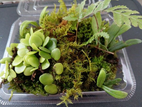 87.天然苔 テラリウム テラリウム用 マメヅタ ユキノシタ 苔玉 観葉植物 インテリア スナゴケ 盆栽 ガーデニング 山苔