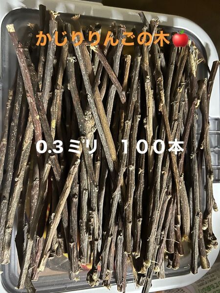 かじりりんごの木 100本セット