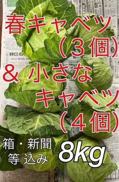 春キャベツ キャベツ 野菜 野菜詰め合わせ 訳あり 訳アリ フードロス