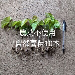 農薬不使用自然薯苗10本