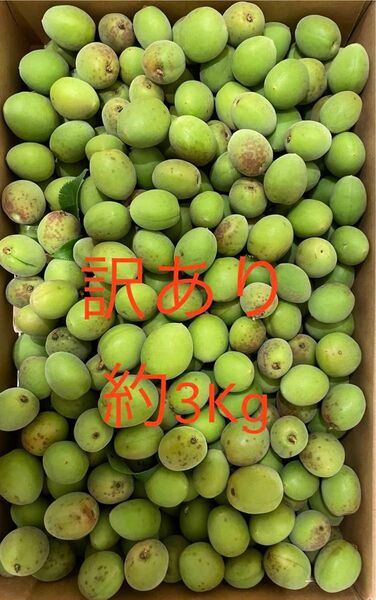 訳あり 3キロ キズ物 梅宮崎県産 青梅 約3キロ 梅干し、梅酒、梅シロップ、梅ジャムなどに